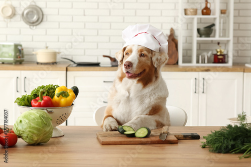 Cute Australian Shepherd do...
