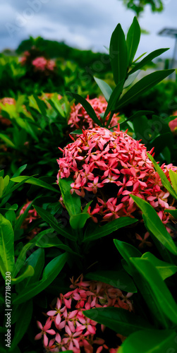 Pink colored Jungle Geranium or Flame of the woods or Jungle flame flower with green leaves around