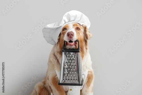 Cute Australian Shepherd do...