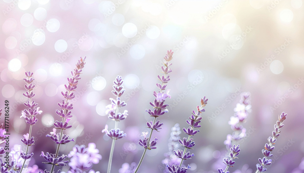 Obraz premium Stunning purple lavender flowers bloom with soft bokeh light, creating a serene and beautiful natural background perfect for wellness and beauty brands