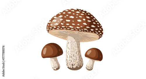 An illustration featuring a large brown mushroom with white spots flanked by two smaller plain brown mushrooms, against a clean white background.
