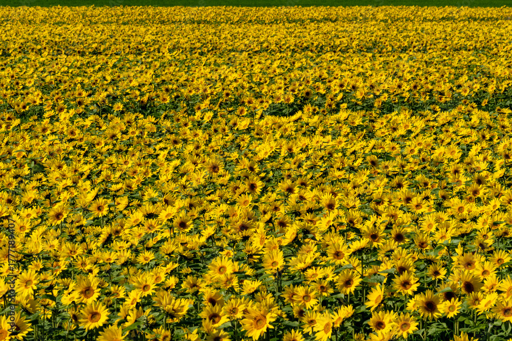 Fototapeta premium A field of sunflowers blooming quietly in the sunlight