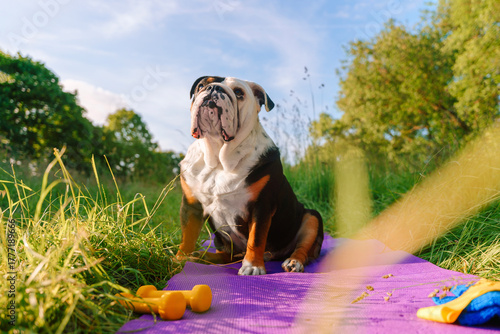 Cuadro en lienzo Bulldog enjoys a sunny afternoon in the park surrounded by grass and exercise eq