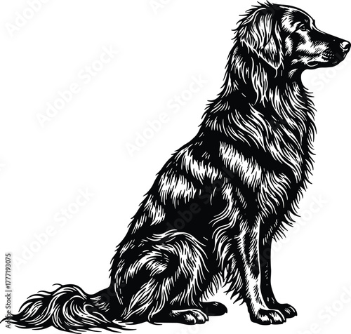 WebShaggy dog sitting silhouette, long fur vector illustration, alert pet posture study, cad drawing animal anatomy flat vector illustration