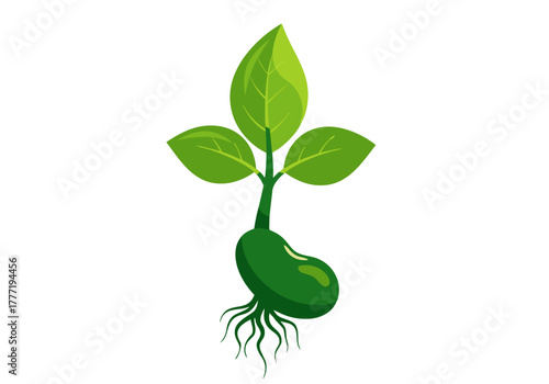 Green bean sprout with roots and three vibrant leaves, symbolizing new life, sustainable growth, and natural development, isolated on a clean white background
