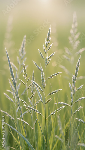 Green Meadow Grass in Sunlight, Natural Pasture and Agriculture Background
