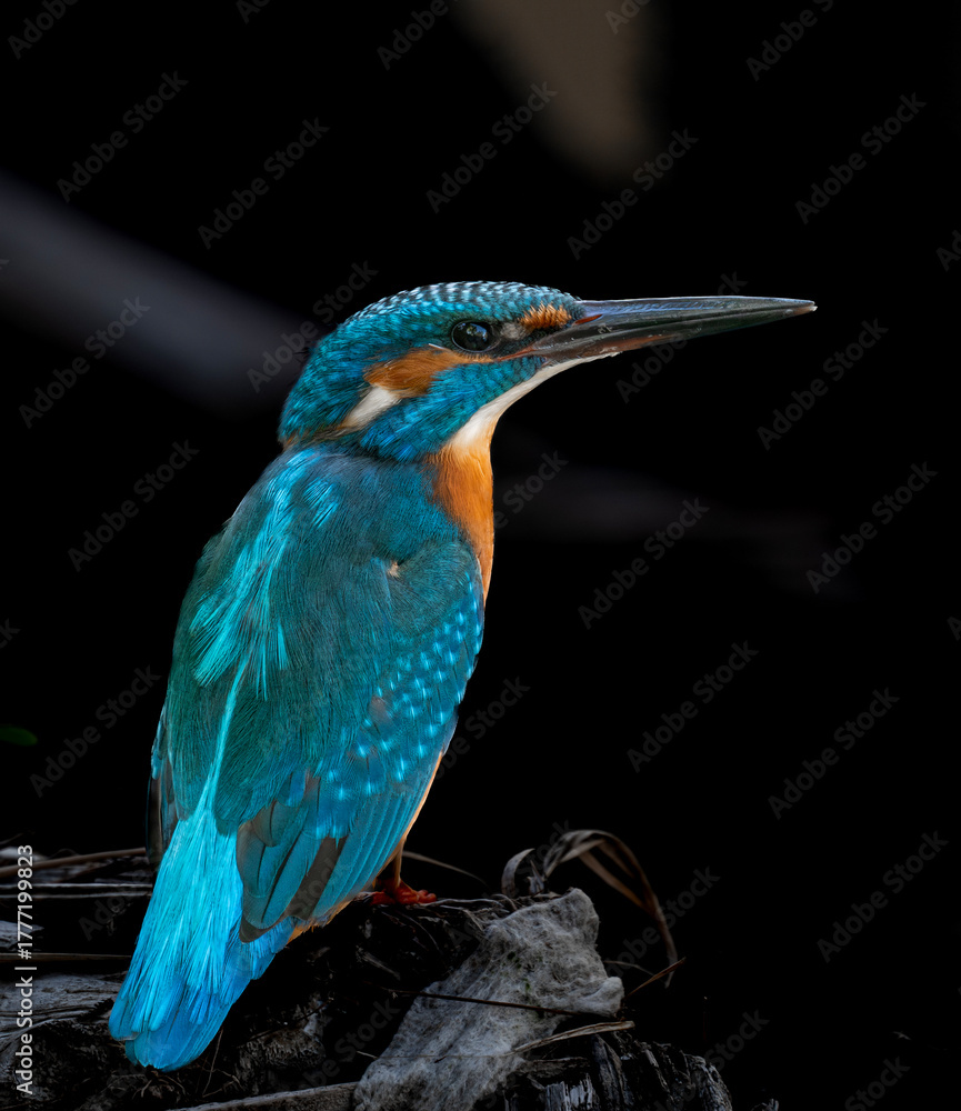 Fototapeta premium lilac breasted roller