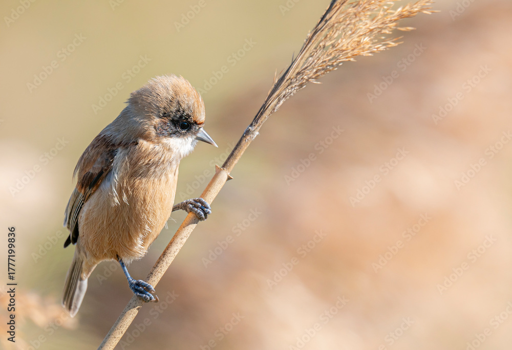 Naklejka premium great tit parus major