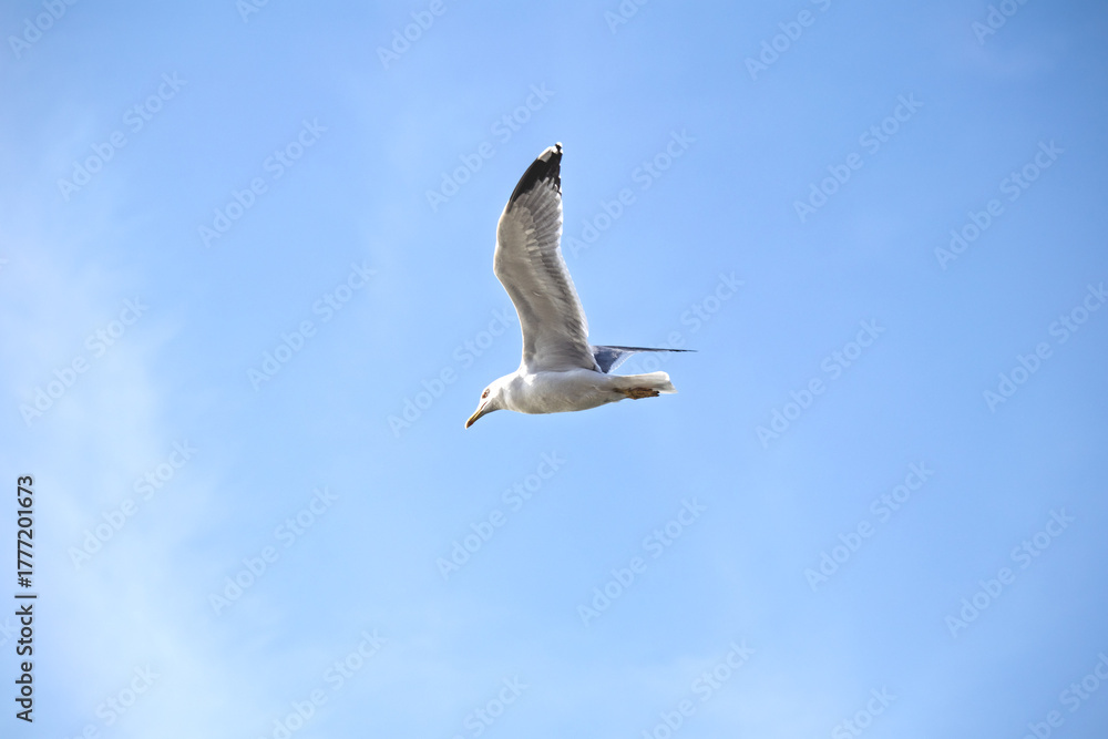 Obraz premium Young yellow-legged gull (Larus michahellis) flying away. Separation, escape metaphorical meaning. Bird 