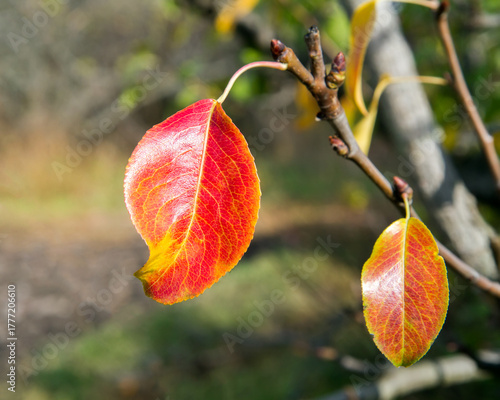Red autumn leaf on a pear tree branch. The last leaves in the autumn orchard