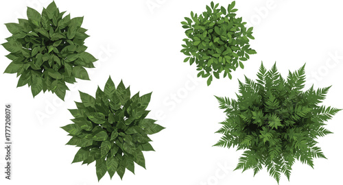 Top view green plants, botanical foliage collection, tropical leaves, radial symmetry, fern texture, garden design, nature elements, isolated vector illustration