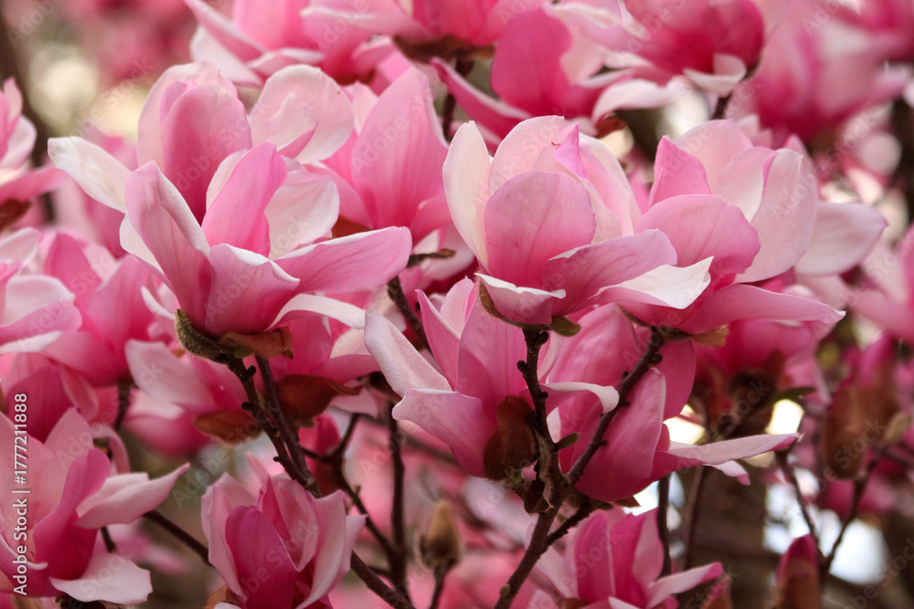 Fototapeta premium Close up of magnolia blossom in spring in Sarah P. Duke gardens in Durham, North Carolina