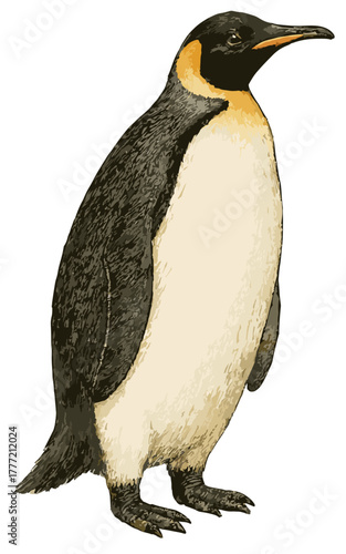 Aptenodytes forsteri illustration