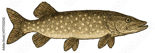 Esox lucius illustration