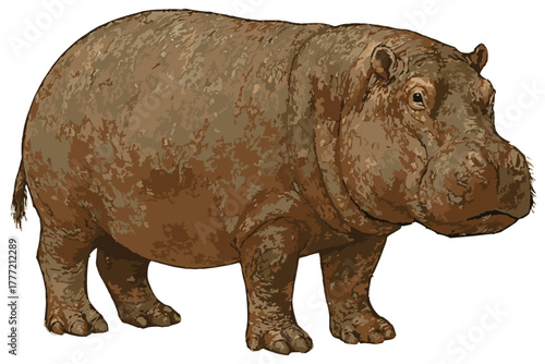 Hippopotamus amphibius illustration