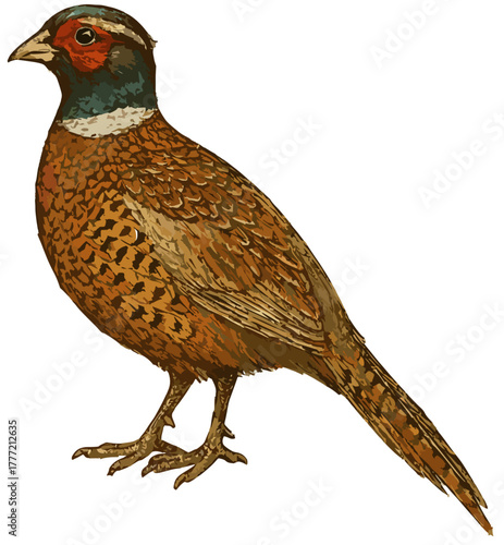 Phasianus colchicus illustration