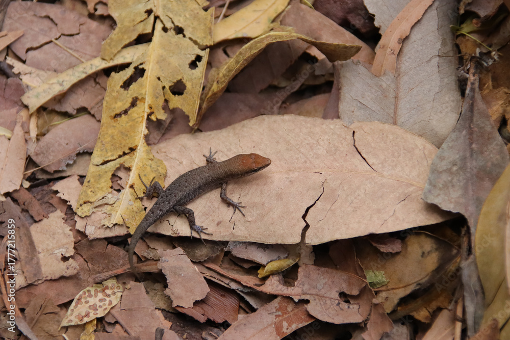 Naklejka premium lizard at the kakadu national park in australia 