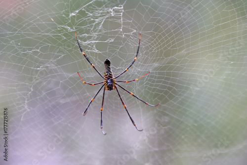 Wall Mural spider at the kakadu national park in australia