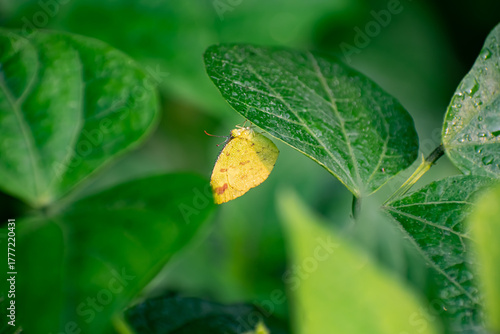 This is a close-up photograph focusing on a small, bright yellow butterfly perched on the underside of a large, green leaf.
