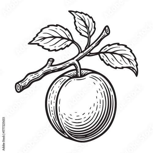 orange Fruit on Branch Engraving Vector Illustration