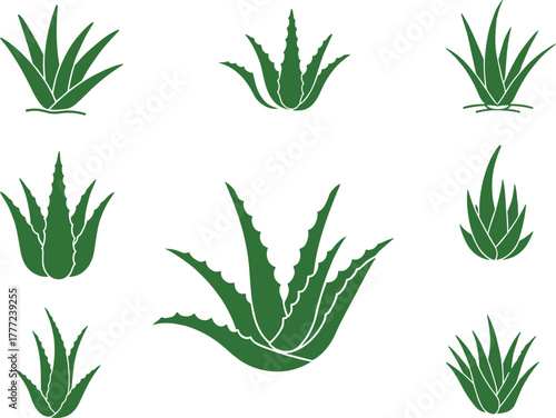 Aloe vera illustration, succulent plant, green leaves, herbal medicine, natural remedy, cosmetic ingredient, botanical drawing, healing plant, skincare, wellness, herbal treatment, organic health,