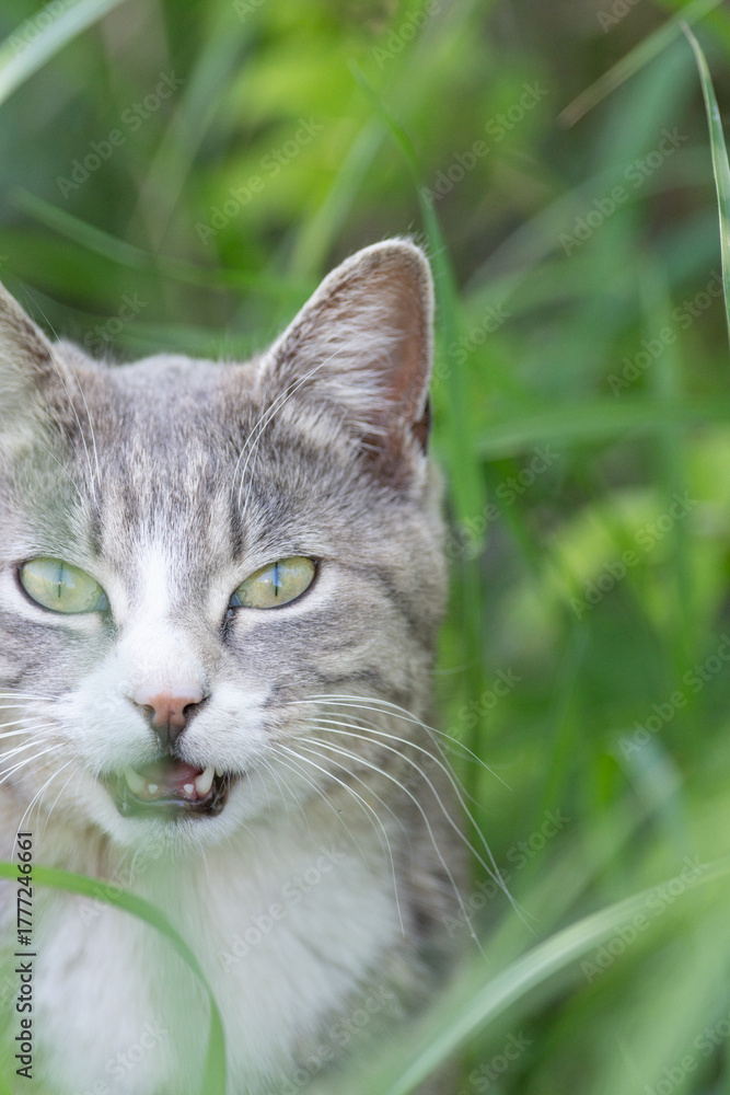 Fototapeta premium 草の中からみつめる可愛い猫 