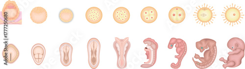 人の発生　イラスト