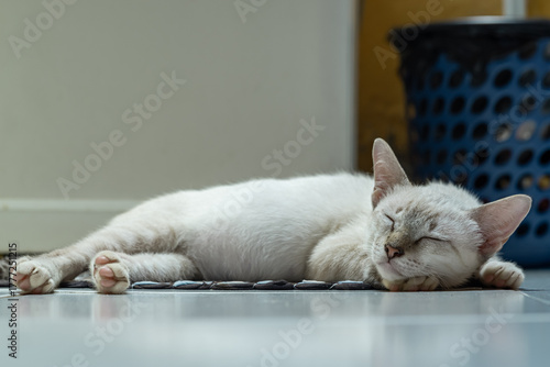A small white and light gray tabby cat is stretched out and sound asleep on a cool tiled floor, beside a large appliance or wall, in a brightly lit indoor space, in landscape