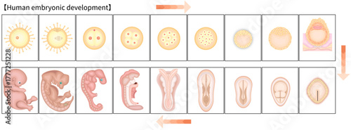 人の発生　イラスト　英語