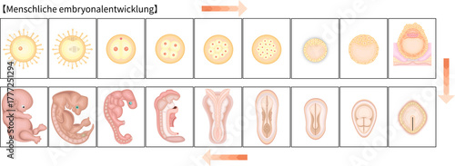 人の発生　イラスト　ドイツ語