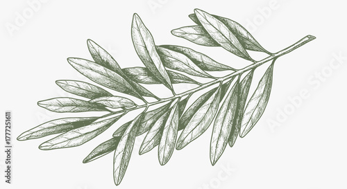 Hand-Drawn Olive Branch Sketch - Botanical Line Art Illustration