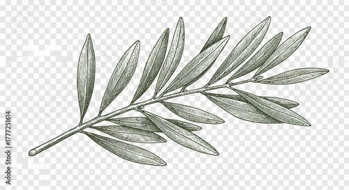 Hand-Drawn Olive Branch Sketch - Botanical Line Art Illustration