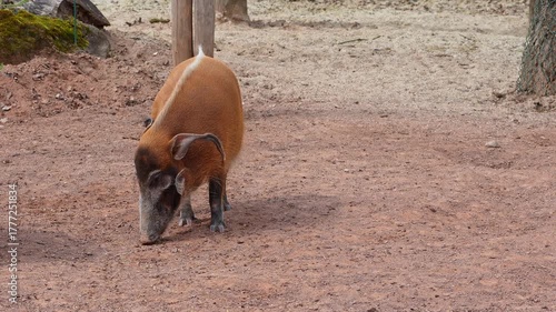 Red river hog, Potamochoerus porcus, also known as the bush pig. This pig has an acute sense of smell to locate food underground.