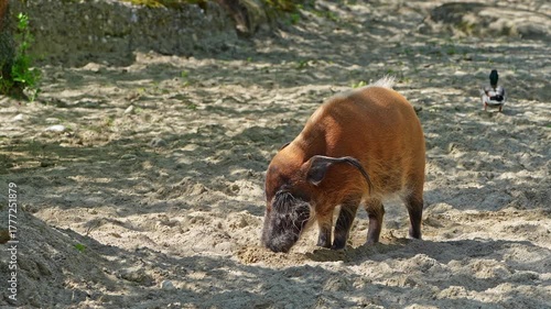 Red river hog, Potamochoerus porcus, also known as the bush pig. This pig has an acute sense of smell to locate food underground.