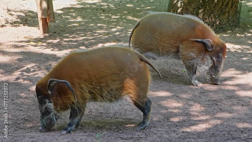 Red river hog, Potamochoerus porcus, also known as the bush pig. This pig has an acute sense of smell to locate food underground.