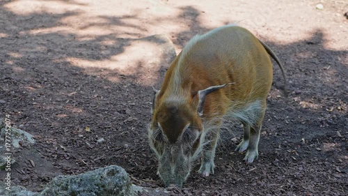 Red river hog, Potamochoerus porcus, also known as the bush pig. This pig has an acute sense of smell to locate food underground.