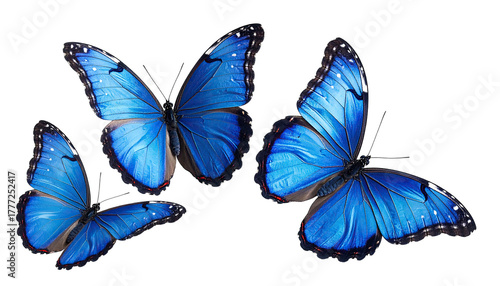 Three bright blue butterflies on transparent, dark background