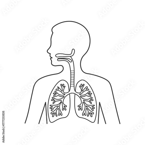 human lungs and respiratory system outline illustration