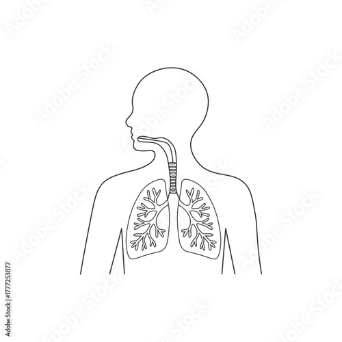 human lungs and respiratory system outline illustration
