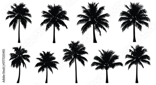 Collection of palm tree silhouettes tropical illustration isolated on a white background for summer designs and vacation themes