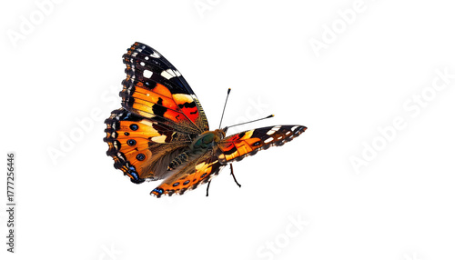 Painted lady butterfly with orange, red, black wings on black