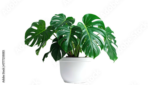Large monstera deliciosa plant in white pot with black background
