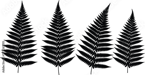 Botanical fern leaf silhouette set, natural foliage illustration collection for design