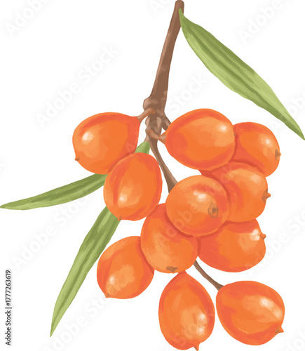 Sea Buckthorn Berry Botanical Digital Painting | Realistic Orange Fruit and Leaf Art