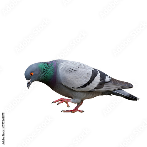 Rock dove isolated on white background