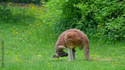 The red kangaroo, Macropus rufus is the largest of all kangaroos, the largest terrestrial mammal native to Australia, and the largest extant marsupial.