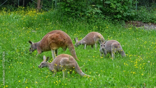 The red kangaroo, Macropus rufus is the largest of all kangaroos, the largest terrestrial mammal native to Australia, and the largest extant marsupial.