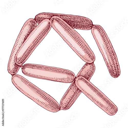 Sausages hand drawn vector illustration