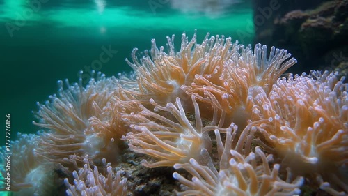 Synthetic Coral Garden_Corals built from smart glass glow beneath turquoise water. 