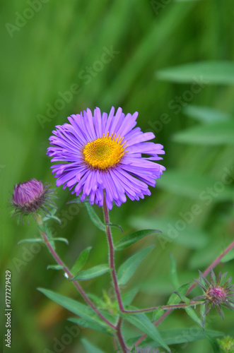 Purple aster autumn blooming flower against green blurred background. Closeup stem with flower and bud. Gardening,planting,growing autumn flowers concept. Free copy space.